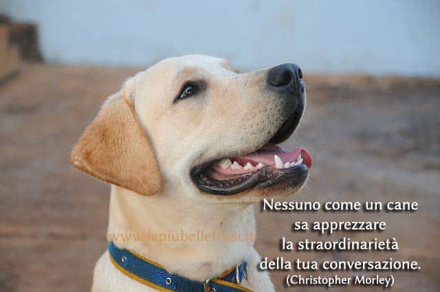 cani frasi