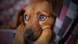 frasi per cani