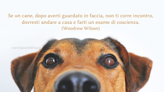 frasi sui cani