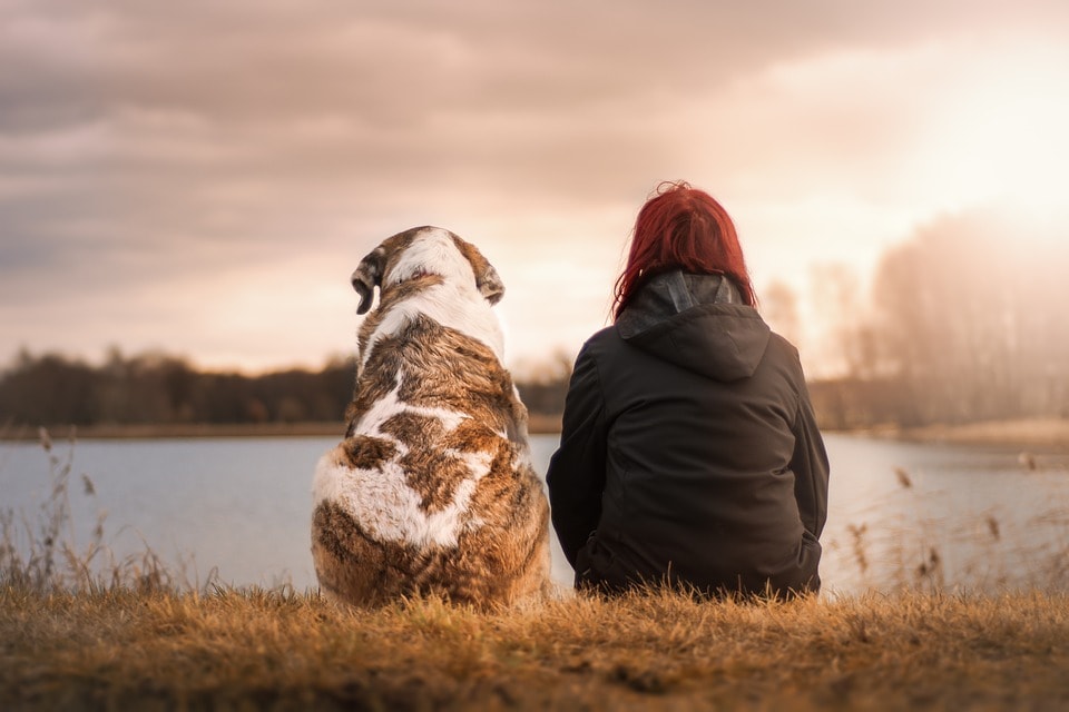 frasi per un cane morto