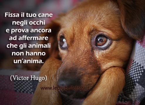 frasi sguardo cane