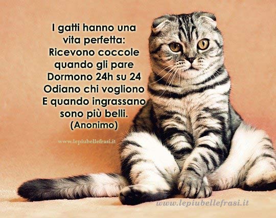 frasi sui gatti